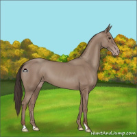 Horse Color:Classic Champagne
