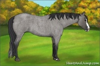 Horse Color:Unknown 