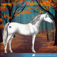 Horse Color:Gray White Spotted Gold Champagne Dun Tobiano 