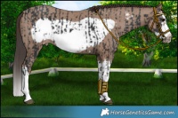 Horse Color:Black Splash Frame  and Classic Champagne Splash Frame 