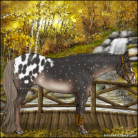 Horse Color:Liver Chestnut Mushroom Appaloosa 