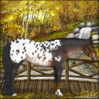 Horse Color:Brown Mushroom Appaloosa 