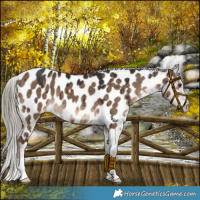 Horse Color:Liver Red Dun Appaloosa Brindle