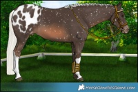 Horse Color:Liver Chestnut Mushroom Appaloosa