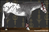 Horse Color:Silver Smoky Black Chinchilla Appaloosa 