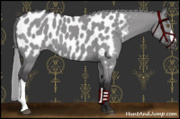 Horse Color:Smoky Grullo Chinchilla Appaloosa 