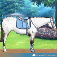 Horse Color:Bay Appaloosa