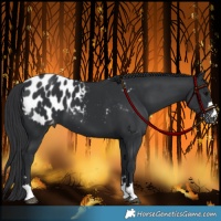 Horse Color:Black Appaloosa