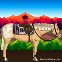 Horse Color:Palomino Appaloosa