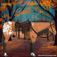 Horse Color:Bay Appaloosa Rabicano