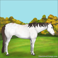 Horse Color:White Spotted Bay Appaloosa 