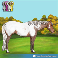 Horse Color:Silver Brown Appaloosa