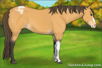 Horse Color:Buckskin Appaloosa 