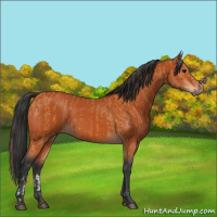 Horse Color:Bay  and Bay 