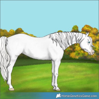 Horse Color:White Spotted Silver Smoky Black Pearl Appaloosa