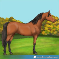 Horse Color:Bay 