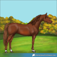 Horse Color:Chestnut 