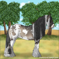 Horse Color:White Spotted Blue Onyx 