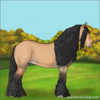 Horse Color:Bay Dun 