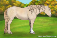 Horse Color:Perlino Appaloosa 