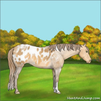 Horse Color:Sable Cream Champagne Appaloosa 