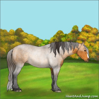 Horse Color:Buckskin 