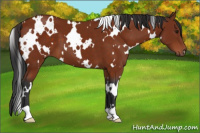 Horse Color:White Spotted Brown 