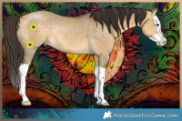 Horse Color:Buckskin Dun Splash Rabicano