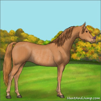 Horse Color:Chestnut and Chestnut Rabicano