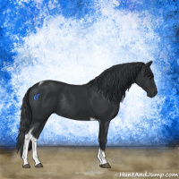 Horse Color:Black Tobiano Rabicano