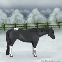 Horse Color:Black Tobiano Rabicano 