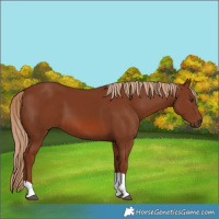 Horse Color:Chestnut Tobiano