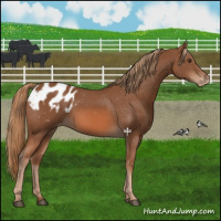 Horse Color:Chestnut Appaloosa