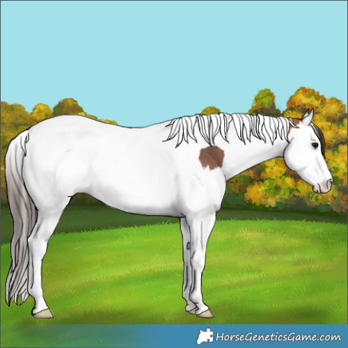 Horse Color:Bay Splash Tobiano Appaloosa 