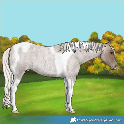 Horse Color:Silver Blue Roan Tobiano Appaloosa 