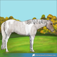 Horse Color:Silver Blue Roan Tobiano Snowcap 