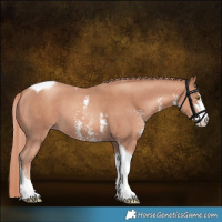 Horse Color:Gold Champagne Sabino Tobiano