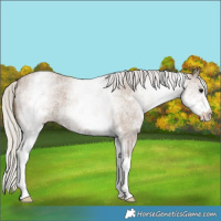Horse Color:White Spotted Silver Grullo Roan 