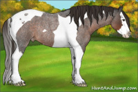 Horse Color:Liver Red Roan Splash Tobiano Appaloosa Rabicano 