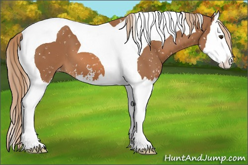 Horse Color:Chestnut Sabino Splash Tobiano Appaloosa 