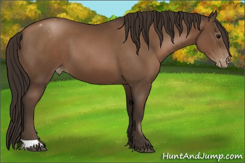 Horse Color:Gray Black Pearl Appaloosa 
