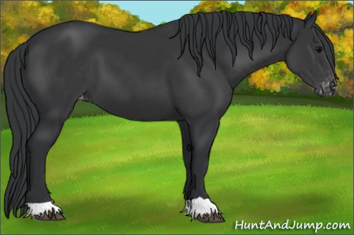 Horse Color:Black Appaloosa 