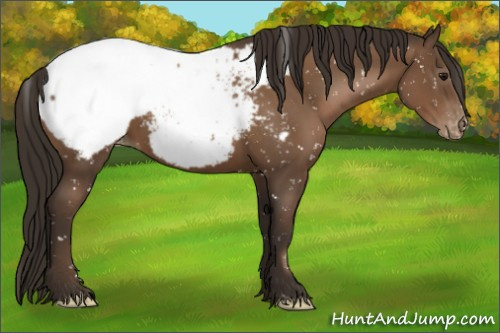 Horse Color:Gray Black Pearl Appaloosa 
