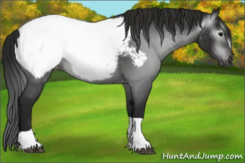 Horse Color:Gray Black Tobiano Appaloosa 