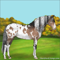 Horse Color:White Spotted Brown Appaloosa 