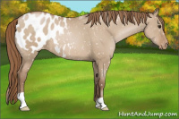 Horse Color:Grullo Pearl Appaloosa 