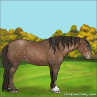 Horse Color:Gray Black Pearl Appaloosa 