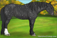 Horse Color:Black Appaloosa 