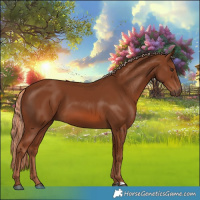 Horse Color:Chestnut 