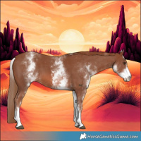 Horse Color:White Spotted Chestnut Sabino 